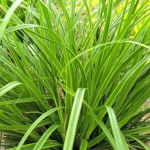 Ostrica ošimenská EVERLIME kv2