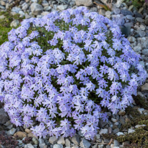 Flox šidlolistý ´EMERALD CUSHION BLUE