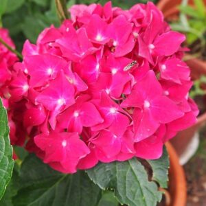 hortenzia macrophylla red baron