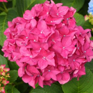 hydrangea macrophylla hamburg