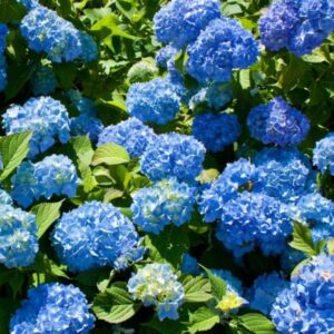 hortenzia kalinolista blaumeise