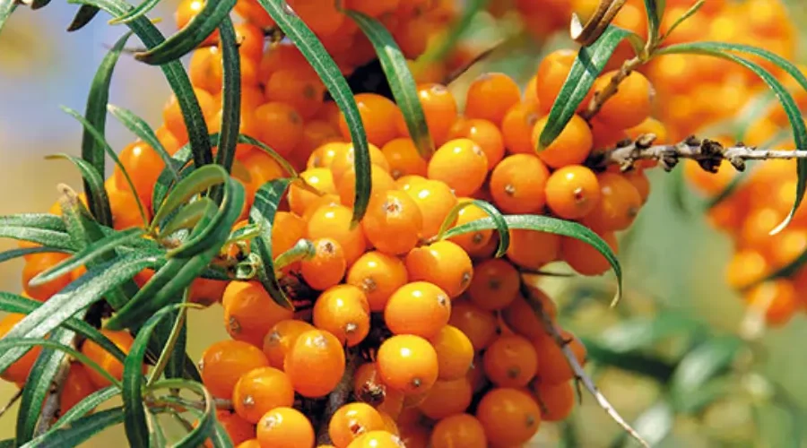 HIPPOPHAE RHAMNOIDES