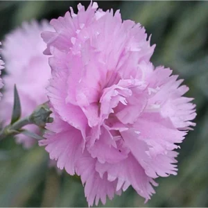 Dianthus double rose kv2