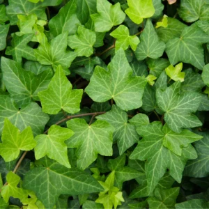 Brečtan popínavý Green Ripple
