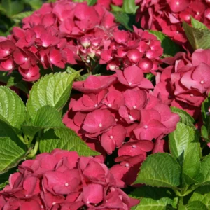 hortenzia macrophylla red baron