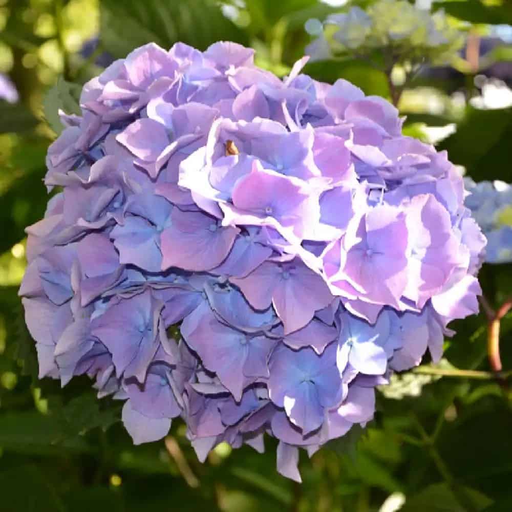 hortenzia kalinolista yola