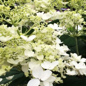 Hortenzia metlinatá BABY LACE kv3