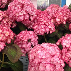 hydrangea macrophylla miss saori