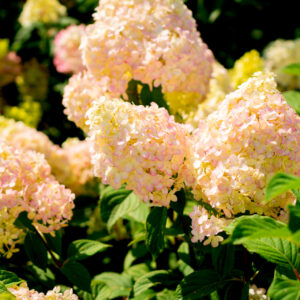 Hortenzia metlinatá "Pink Lady"