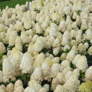 Hortenzia baby lace