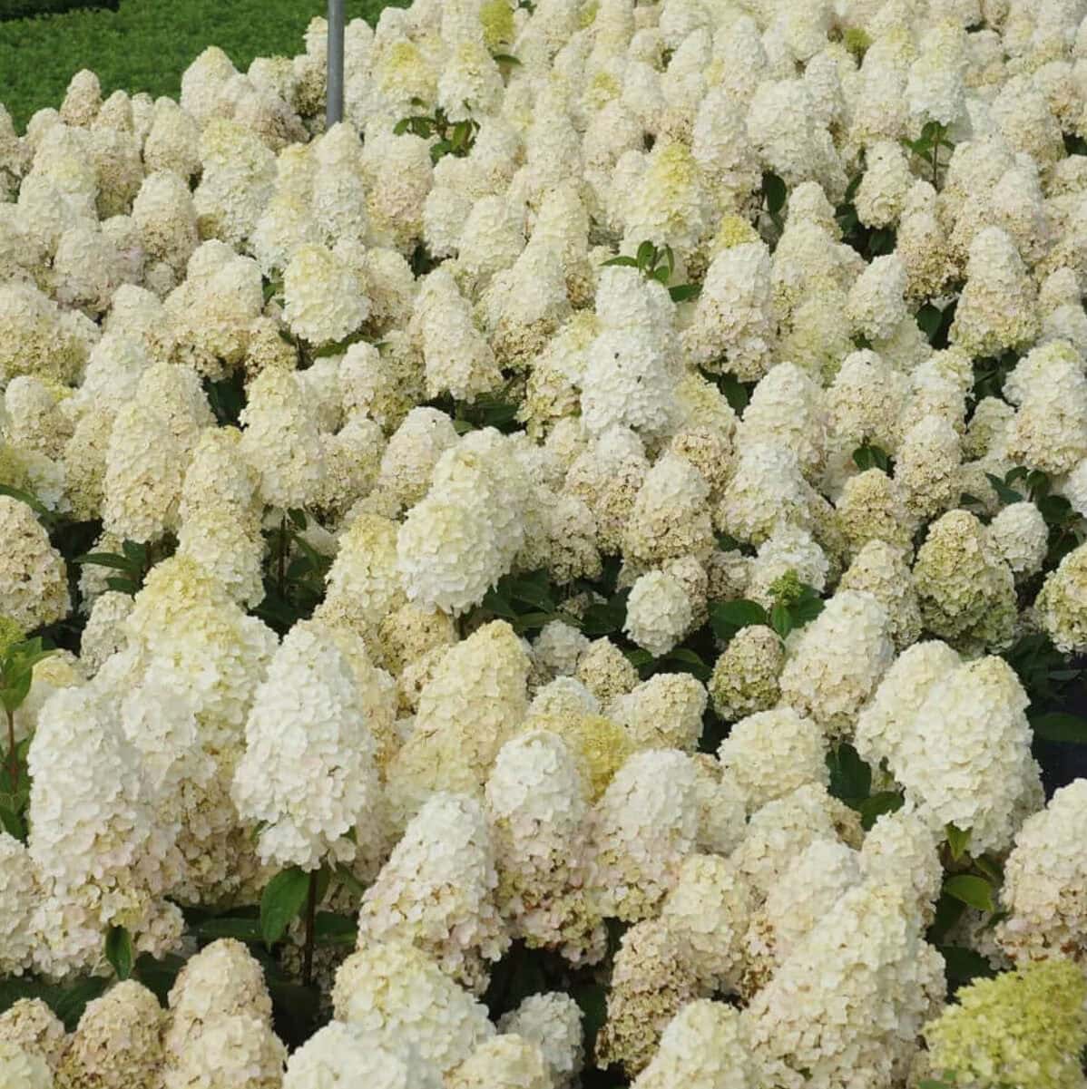 Hortenzia baby lace
