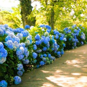 hydrangea macrophylla nikko blue