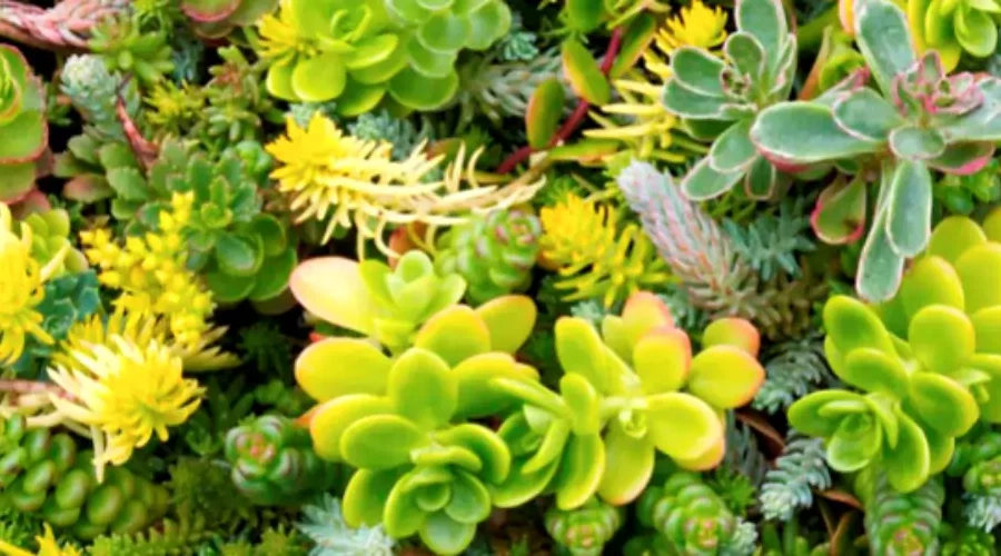 Sedum