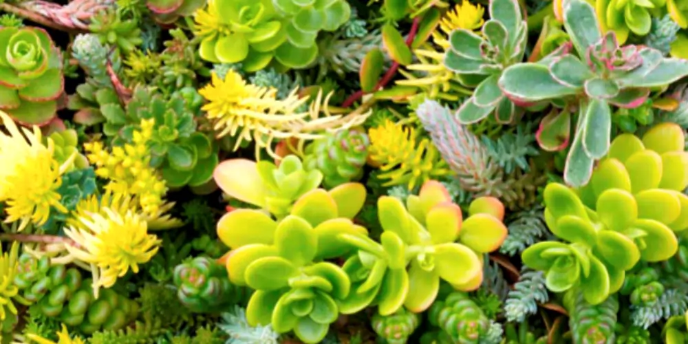 Sedum