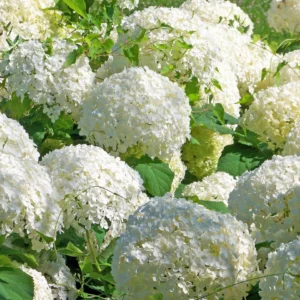 hortenzia macrophylla snowball
