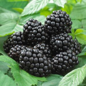 Černica beztŕňová BLACK SATIN