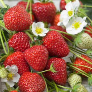 fragaria murano