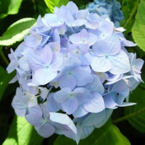 Hortenzia kalinolistá RENATE