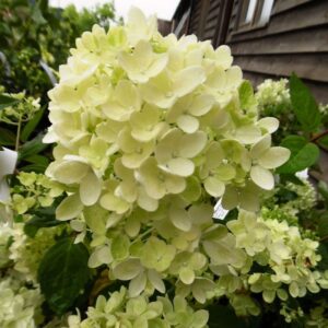 Hortenzia bombshell