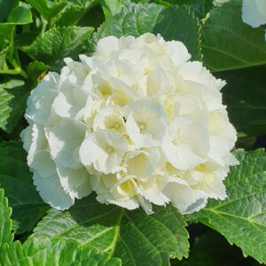 hortenzia macrophylla snowball