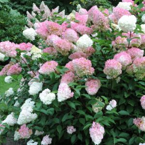 hortenzia pink lady