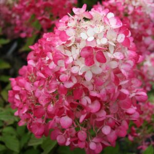 Hortenzia diamant rouge