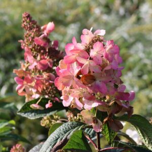 Hortenzia metlinatá pink diamond