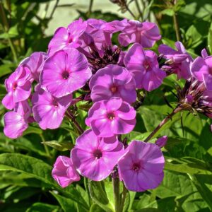 Flox metlinatý FAMOUS LIGHT PURPLE 2