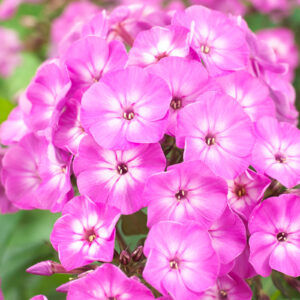 Flox metlinatý FAMOUS LIGHT PURPLE