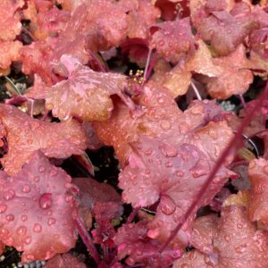 HEUCHERA GALAXY