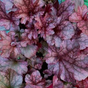 Heuchera-Berry-Marmalade
