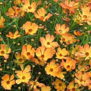 Kráska MANGO PUNCH 3