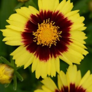 Kraska-UPTICK™-YELLOW-RED-2