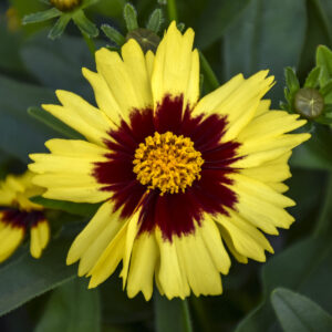 Kráska UPTICK™ YELLOW & RED