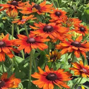 Rudbeckia SUMMERINA ORANGE 2
