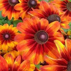 Rudbeckia SUMMERINA ORANGE