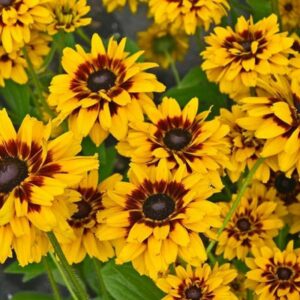 Rudbekia-SMILEYZ®GIGGLING-3