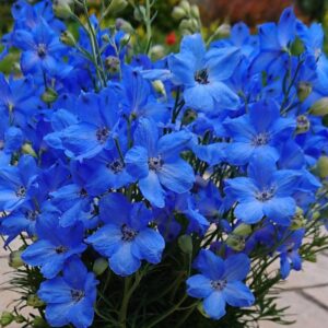 Stračonôžka GRANDIFLORUM OCEAN CHEER BLUE 2