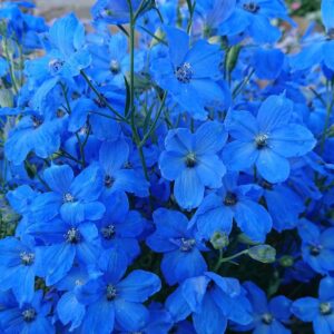 Stračonôžka GRANDIFLORUM OCEAN CHEER BLUE