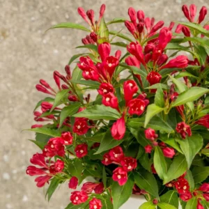 Vajgela-All-Summer red 2