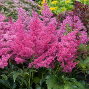 Astilba arendsova ASTARY ROSE SHADES 3