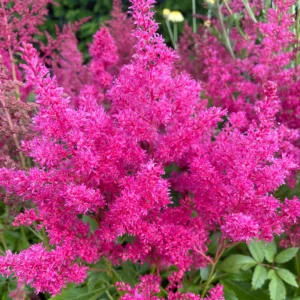 Astilba arendsova ASTARY ROSE SHADES