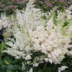 Astilba arendsova ASTARY WHITE