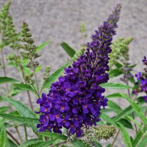 Buddleja davidova BUZZ™ MIDNIGHT kv