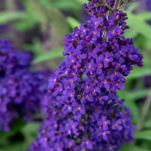 Buddleja davidova BUZZ™ MIDNIGHT kv2