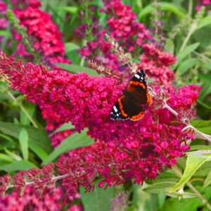 Buddleja davidova BUZZ™ VELVET kv