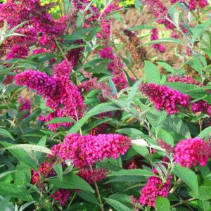 Buddleja davidova BUZZ™ VELVET kv2