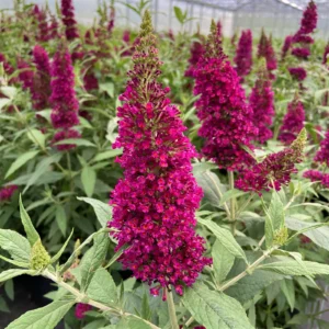 Buddleja davidova BUZZ™ WINE kv
