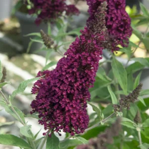 Buddleja davidova BUZZ™ WINE kv2