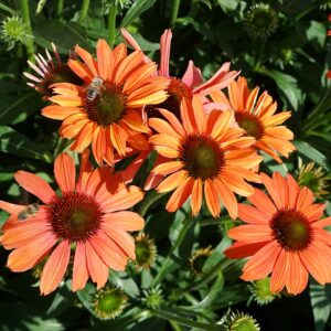 Echinacea SENSATION CORAL® kv